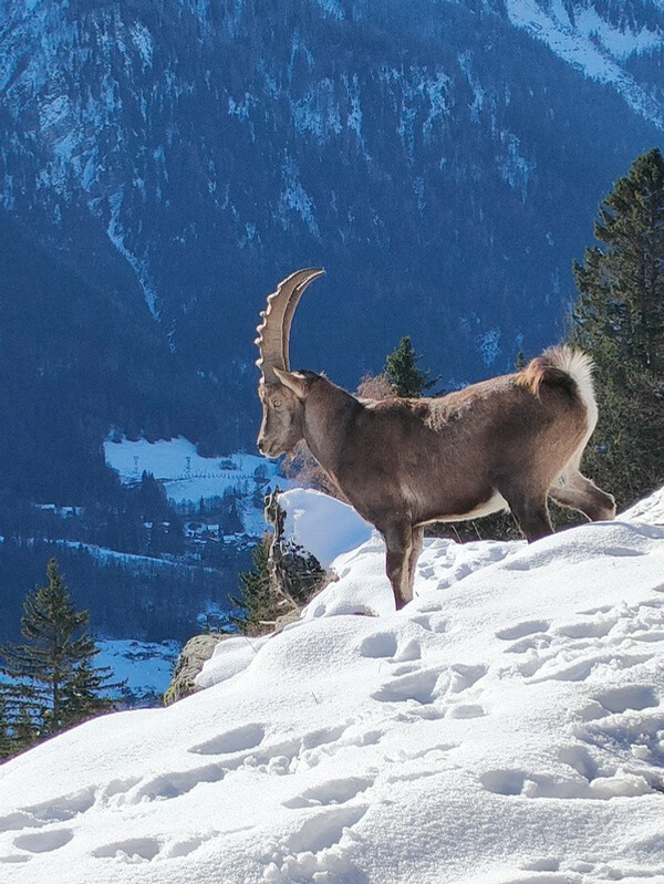 Val di Sole innevata